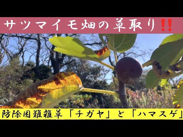 サツマイモ畑の難防除雑草「チガヤ」と「ハマスゲ」の取除き作業