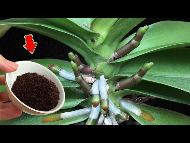 Sprinkle 1 Teaspoon! Hundreds Of Orchid Branches Explode!