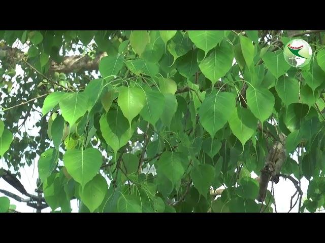 Cội bồ đề hơn 2400 năm ở Sri Lanka