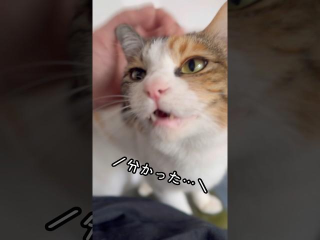 今日のおしゃべり小町。いい子にはしてなさそう…。 #保護猫 #三毛猫 #三毛小町 #ミケノコマチ #みけこま #おしゃべり小町