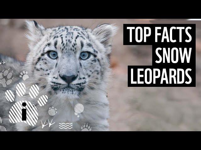 Top 10 Snow Leopard Facts | Animal Fun Facts | WWF