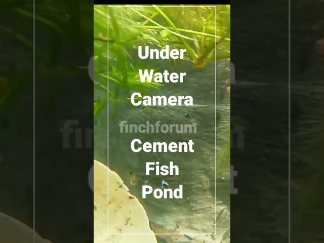 Fish pond Under water Camera