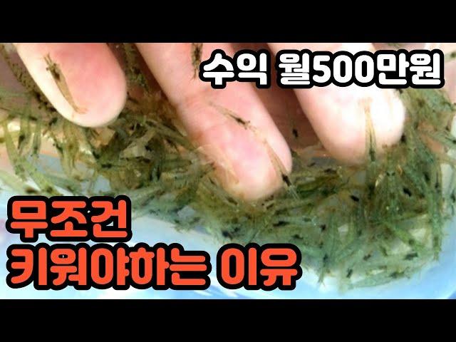 웅덩이 하나파서 월500버는 꿀팁. 물생활제테크(생이새우 연못 비용, 운영노하우 by오쿠아 수족관 연못)