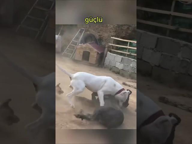 İşte Dogo Argentino'nun Neden En Tehlikeli Köpek Olarak Kabul Edildiği