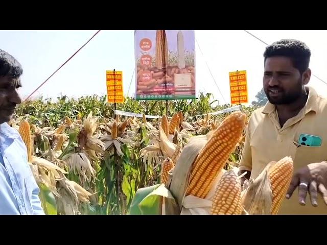 Kaveri Maize KMH8322