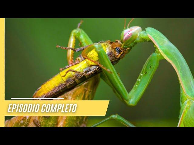 Asombrosos mundos animales e impresionantes paisajes | Episodio Completo