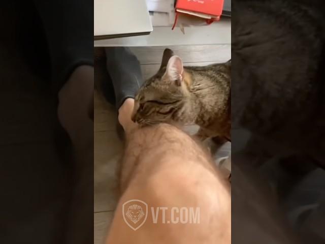 Cat Bites Owner for Ignoring His Orders 
