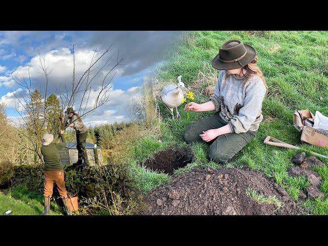 Saying Goodbye - Fruit Trees & Roses get the Chop! Country House Renovation (Life in Scotland)