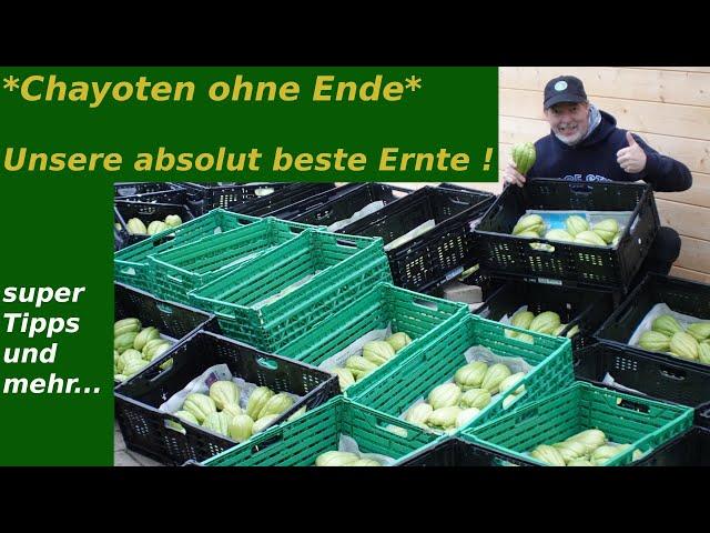 Fantastische Chayoten Ernte November 2024 #gardening  mit unseren Tipps