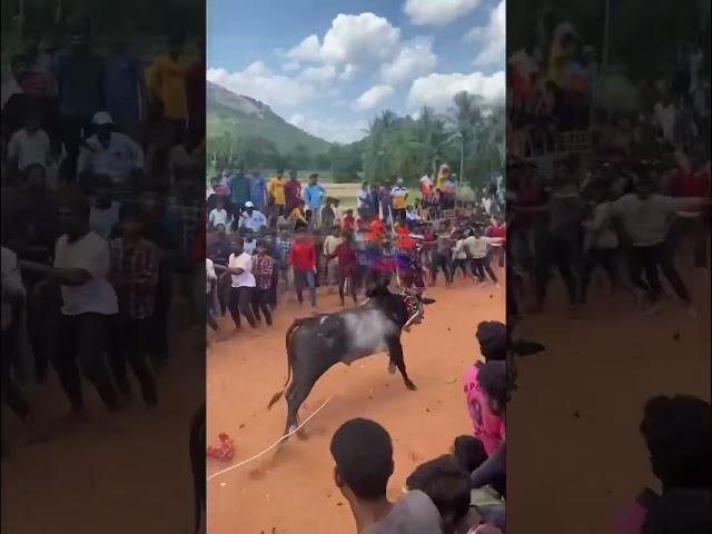 Jallikattu _