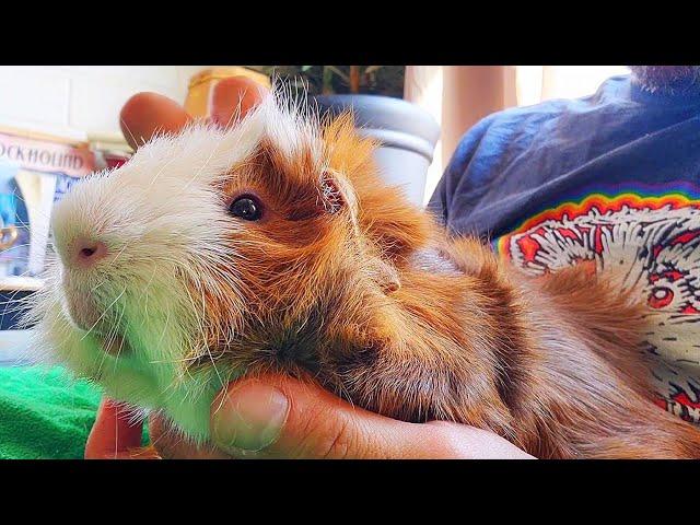 Guinea Pig Nail Clip Trick