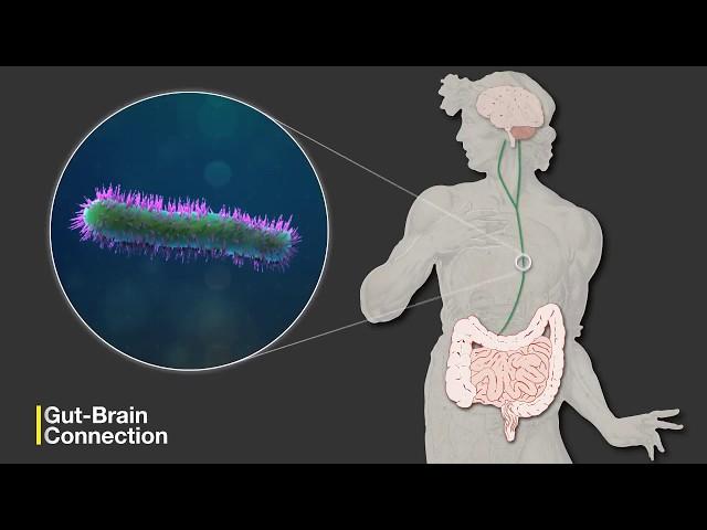 The Gut-Brain Connection