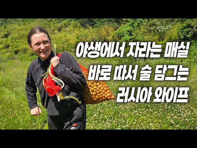 진도 숲속 야생에서 자라는 매실 따서 매실청과 매실주 담는 러시아 와이프