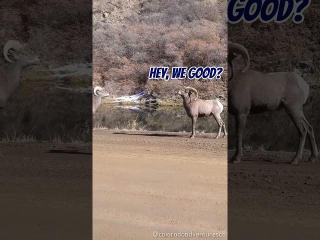How do Mountain Goats Factory Reset?  (@ColoradoAdventuresCo)