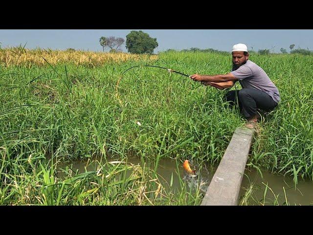 FISHING"TINY HOOKS,BIG Catches:Rebelled Fishes and Tilapiafish catching" Rupchand fishing in Village