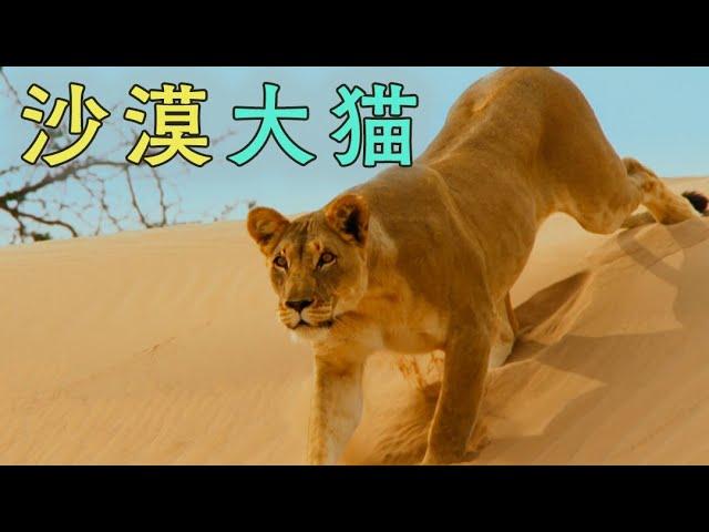 为一解说《地球脉动》：沙漠大猫！谁有我的猫砂盆大？【为一放映室】