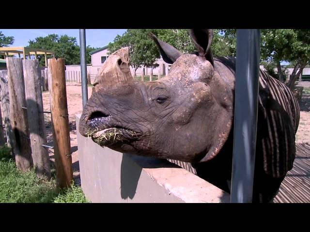KPTS Amazing Animals at Tanganyika Wildlife Park - Rhinoceros