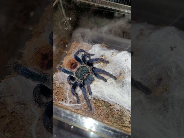 Chromatopelma cyaneopubescens feeding (green bottle blue tarantula)