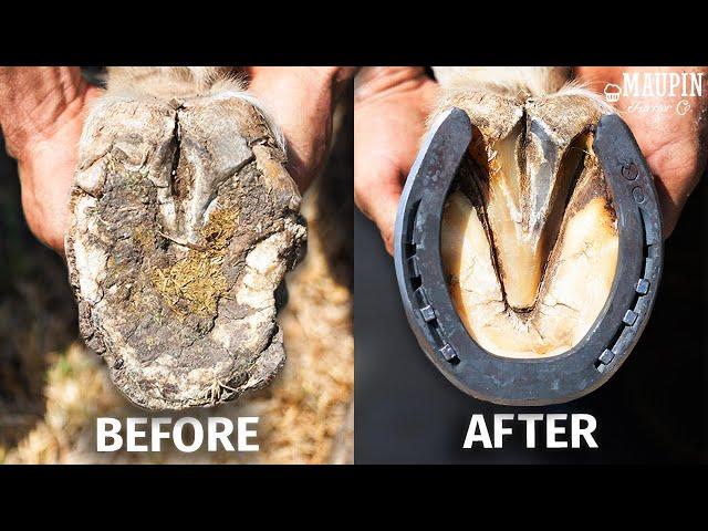 Satisfying Full Horse Hoof Restoration | 4K FARRIER ASMR