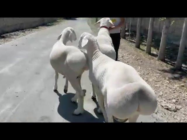 Hissar white sheep  hissar fat tailed sheep↔beautiful dumba