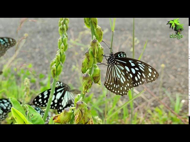 Blue tiger butterfly / Herbal & The plant