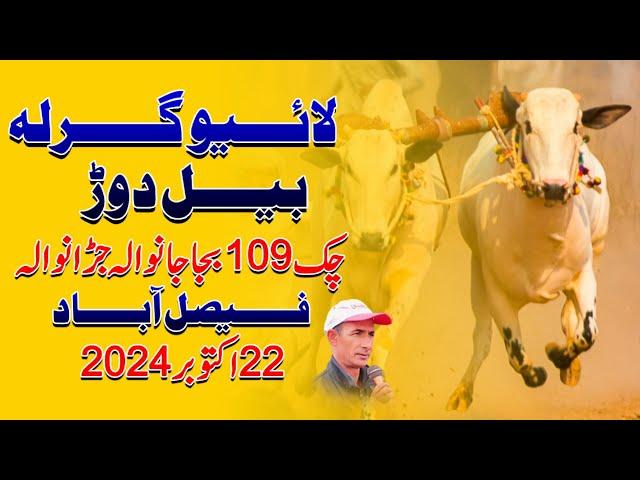 Live Ghirla Bull Race Tournament Chak No 109 Bajajanwala Jaranwala Faislabad | 22 Oct 2024