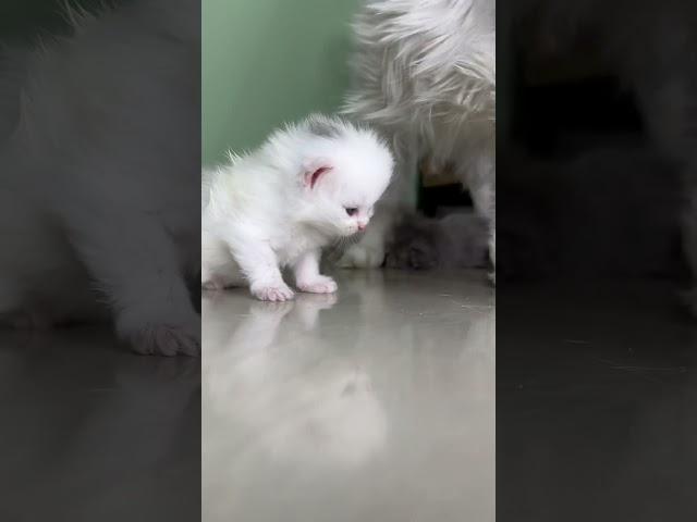 #cat #whitecat #kittens #catlover #cutecat #cute