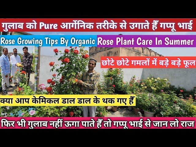 गुलाब को बिलकुल फ्री में उगाते हैँ गप्पू भाईRose Plant Care And TipsRose Plant Care In Summer