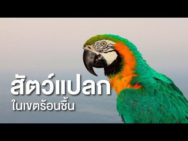 สารคดี สำรวจโลก ตอน สัตว์แปลกในเขตร้อนชื้น