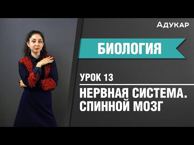 Спинной мозг | Нервная система | Биология ЦТ, ЕГЭ