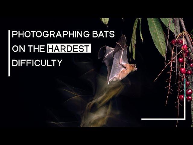 Overcomplicating Photography - Fruit Bats