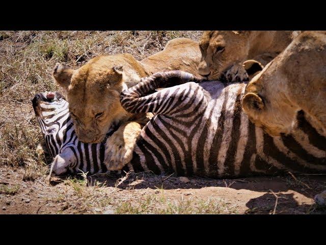 Serengeti: Pride of lions hunting and killing zebras (4 K/UHD)