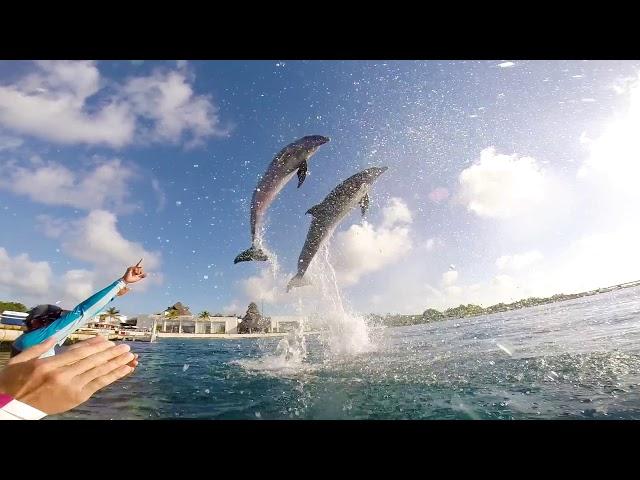 Dolphin Royal Swim with Lunch and Beach Break, Cozumel, Mexico