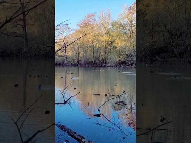 Quickcoys will make the birds commit #duckhunting #motiondecoys #waterfowl
