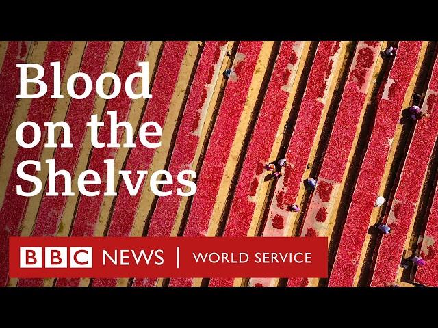 Blood on the Shelves: The Secrets of Xinjiang’s Tomato Industry - BBC World Service Documentaries