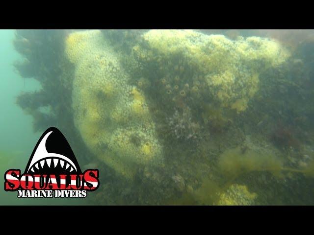 POINT BEACH MILFORD CT  - SQUALUS MARINE DIVERS