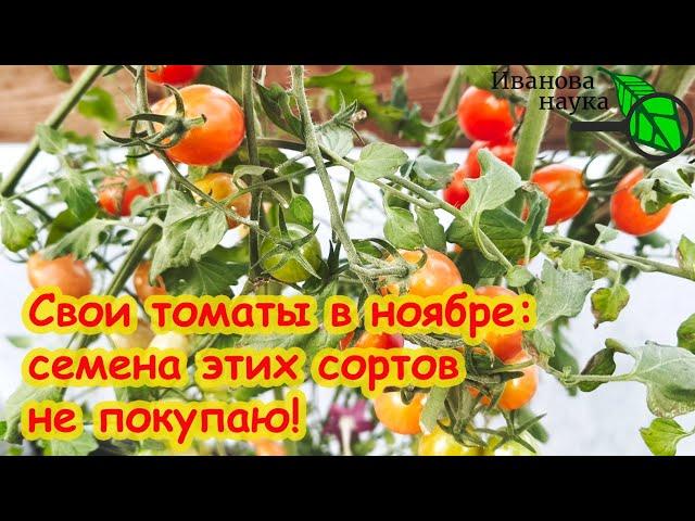 ЦВЕТУТ и ПЛОДОНОСЯТ ДО СИХ ПОР! Сад и огород в НОЯБРЕ. Самые поздние цветы и украшения участка.