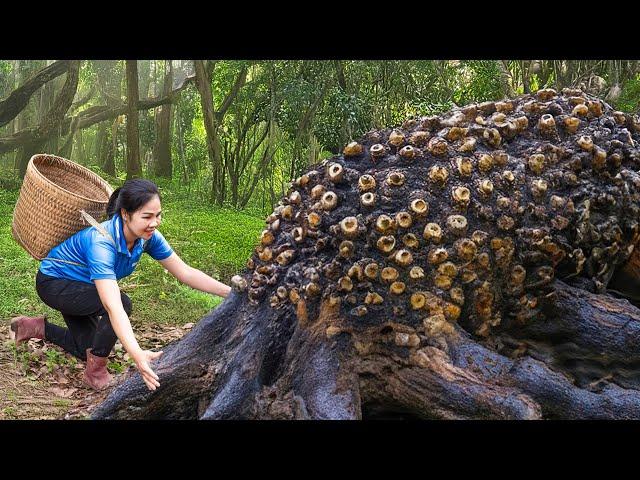 women Harvest Devil's Bananas on Tree Trunk in the Forest & Go to Market Sell | Lý Thị Hằng