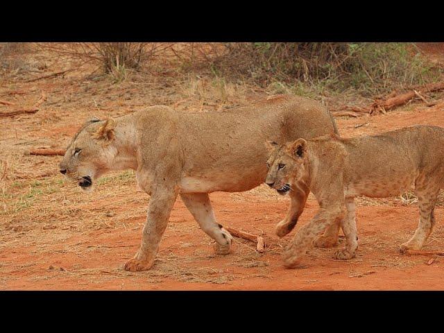 The Man-Eaters of Tsavo