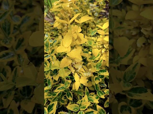 #ПРОГУЛКА ПО САДУ 06.05.2025#GREEN TOUR# МОЙ САД#САДОВЫЙ ДЕКОР#