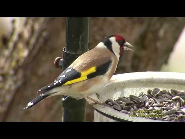 STEGLITS  Goldfinch  (Carduelis carduelis)  Klipp - 1614