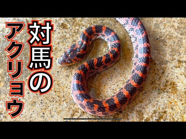 美しすぎるヘビを捕まえろ 〜アクリョウ・オブ・ツシマ〜