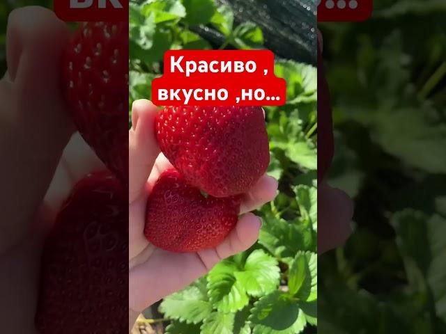 Красивый сорт клубники ,но … #дача #сорт #клубника