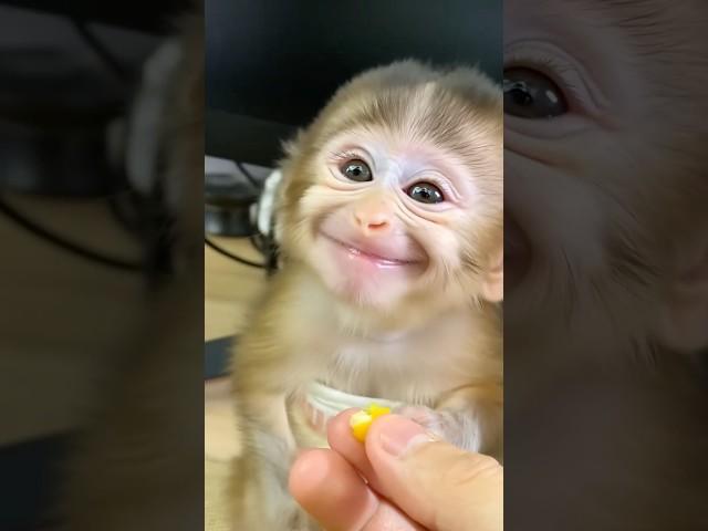 Baby Monkey Eats Corn and Gives the Sweetest Thank-You Smile Ever! 