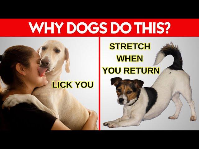 15 Weird Dog Behaviors Explained