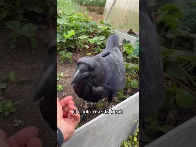 The crow came back with money in its beak to express gratitude to its benefactor #shorts #animals