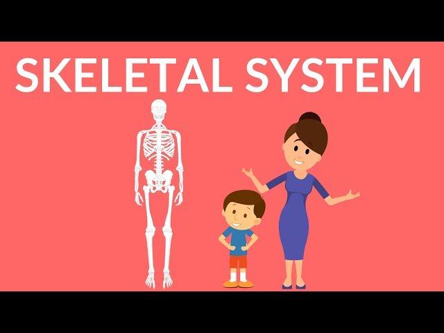 Skeletal System | Human Skeleton