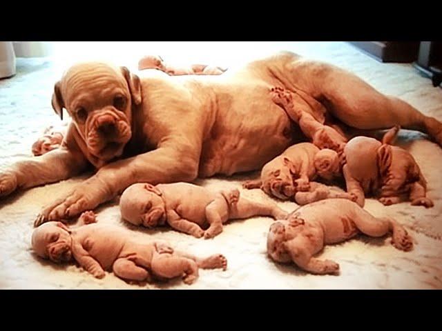 Dog Gives Birth But Then The Doctor Discovers They Are NOT Puppies!