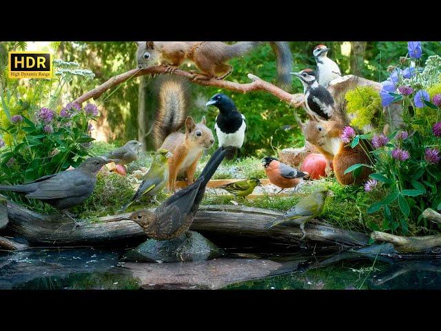 Squirrel and Bird Watching 10 hours Nature Fun for Cats & Dogs & All Humans Alike