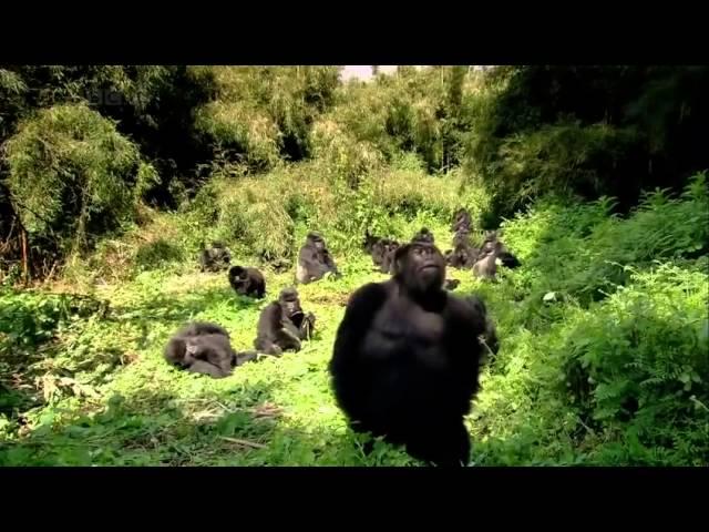 THE GORILLA KING   Discovery Animals Nature documentary